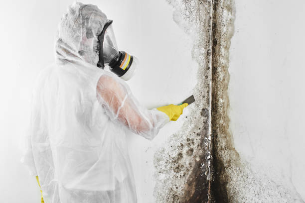 Certified Mold Removal in Santa Rosa, CA