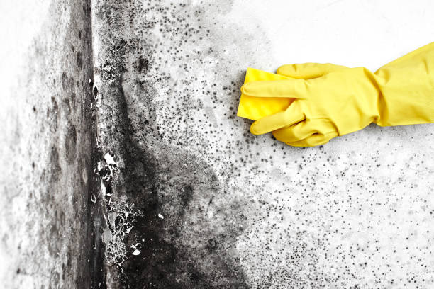 Best Office Mold Removal Services  in Santa Rosa, CA