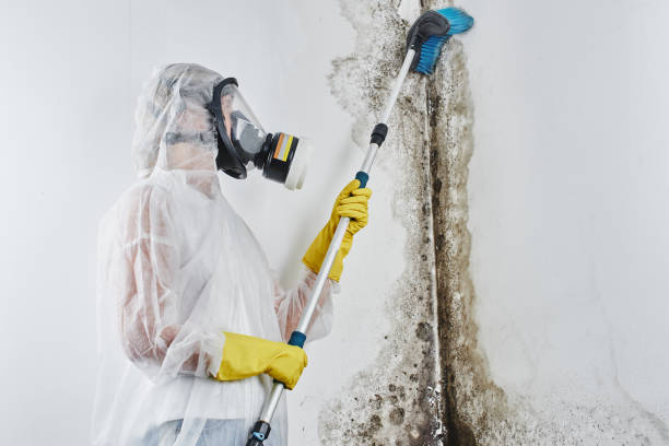 Best Emergency Mold Removal  in Santa Rosa, CA