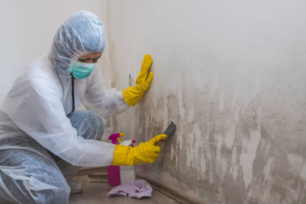 Best Mold Damage Repair  in Santa Rosa, CA