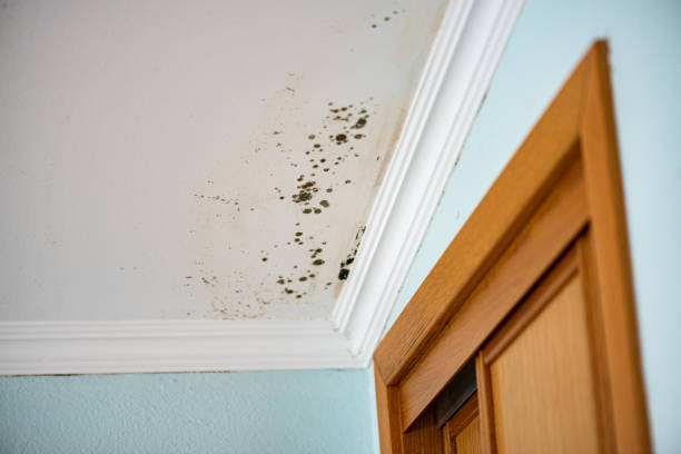Best Black Mold Removal  in Santa Rosa, CA