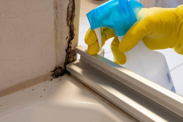 Trusted Santa Rosa, CA Mold Removal Experts