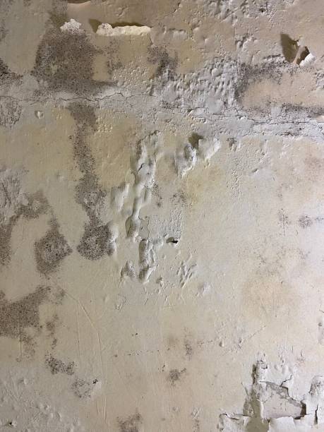 Best Same-Day Mold Removal  in Santa Rosa, CA