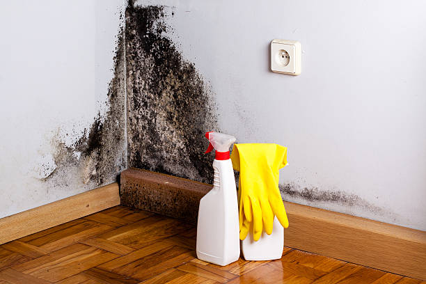 Best Professional Mold Removal  in Santa Rosa, CA