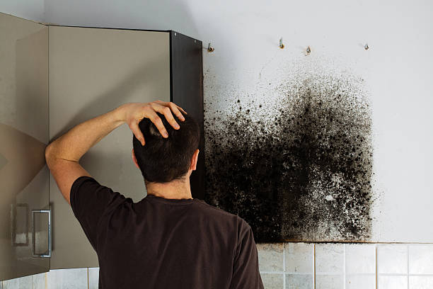 Best Mold Testing and Removal  in Santa Rosa, CA