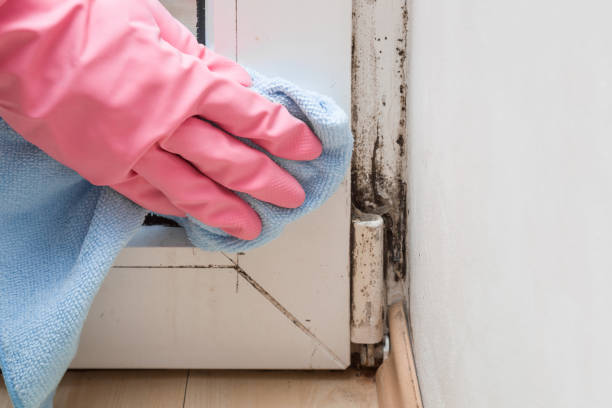 Best Same-Day Mold Removal  in Santa Rosa, CA